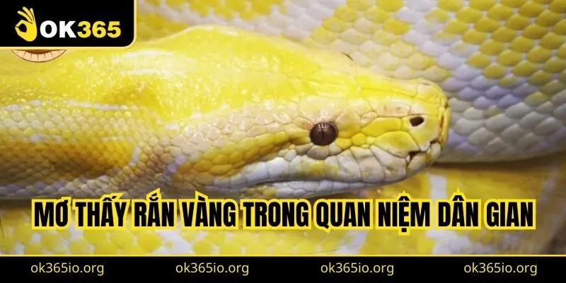 Mơ thấy rắn vàng trong quan niệm dân gian là sự giàu có, quyền quý