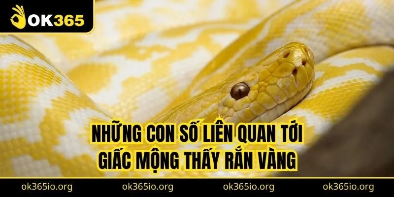 Với giấc mộng thấy rắn vàng chung chung, bạn tham khảo số 09, 38